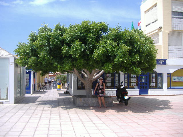 60_fikus_benjaminek_z_BVV